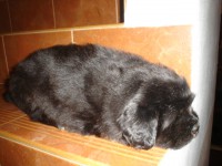 /album/anabel/a5-2-vazim-3100g-jpg/